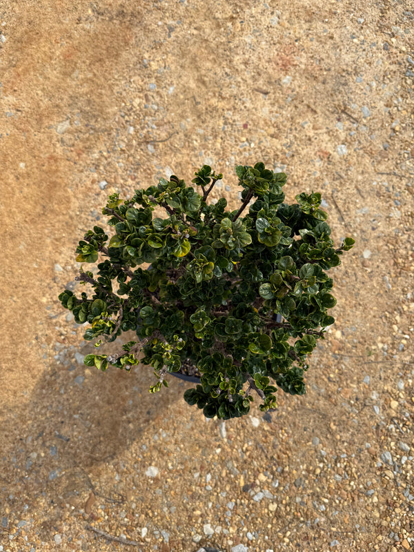 Southern Living Diamond Spire® Gardenia