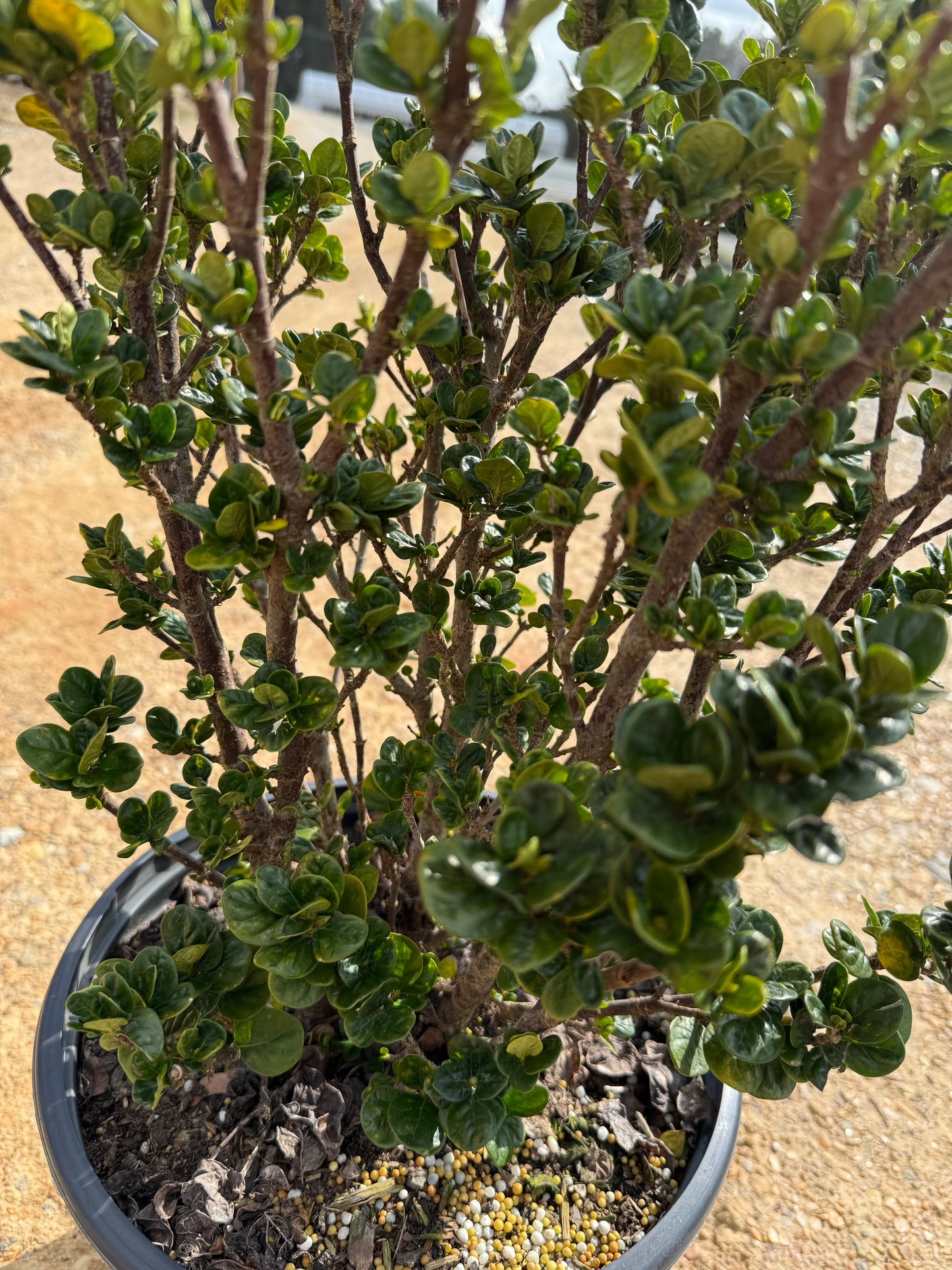 Southern Living Diamond Spire® Gardenia