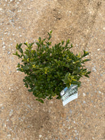 Southern Living ScentAmazing® Gardenia - nursery plant available in multiple container sizes