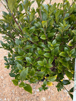 Southern Living ScentAmazing® Gardenia - nursery plant available in multiple container sizes