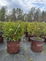 Southern Living ScentAmazing® Gardenia - nursery plant available in multiple container sizes