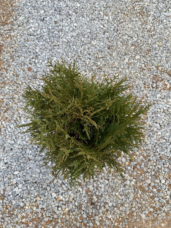 Thuja Dark Green - nursery plant available in multiple container sizes