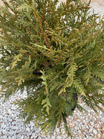 Thuja Dark Green - nursery plant available in multiple container sizes