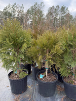 Thuja Dark Green - nursery plant available in multiple container sizes