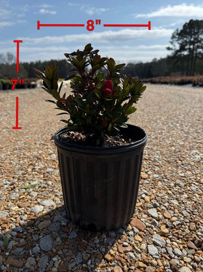 Encore Azalea Autumn Fire®