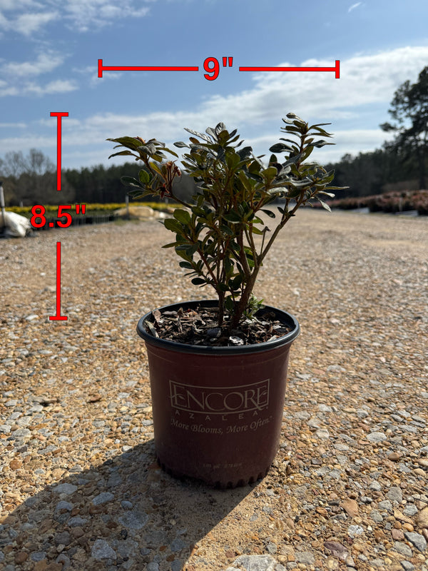 Autumn Royalty Azalea