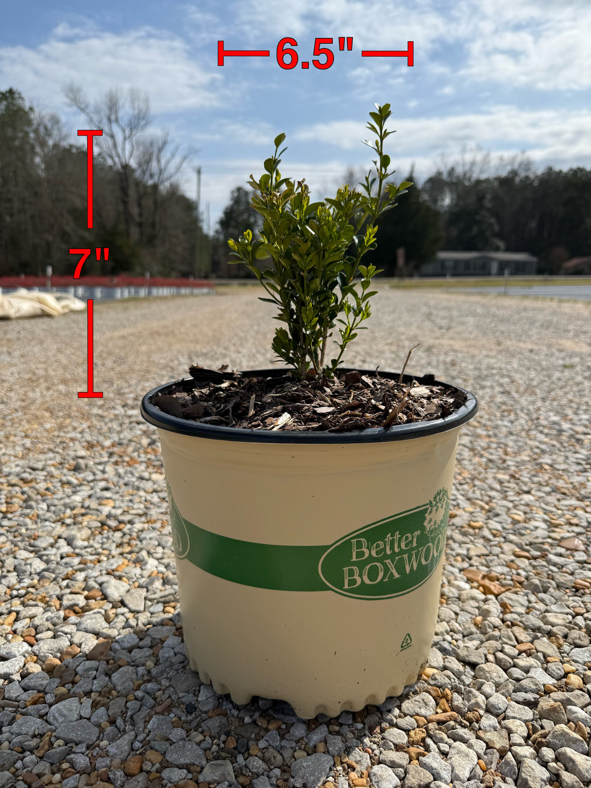Heritage™ Better Boxwood