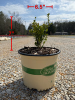 Heritage™ Better Boxwood