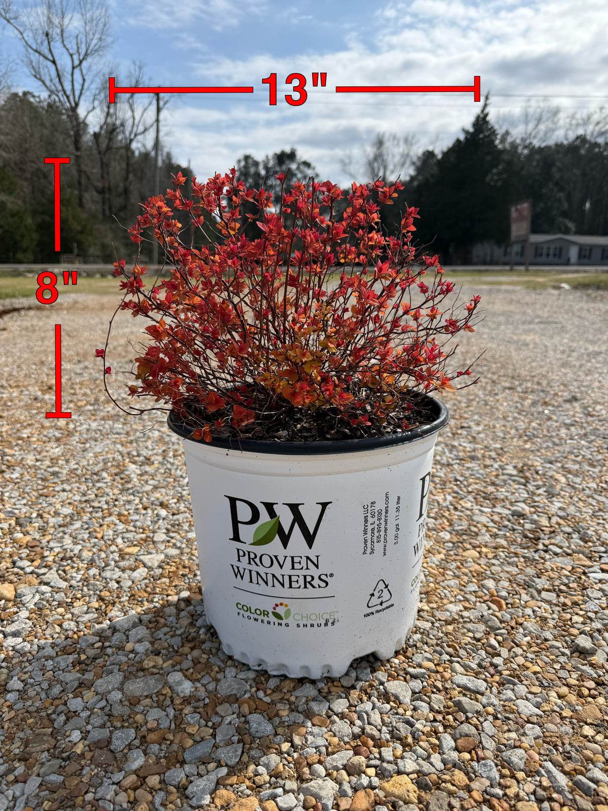 Proven Winners Candy Corn Spiraea
