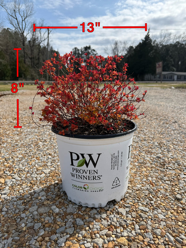 Proven Winners Candy Corn Spiraea