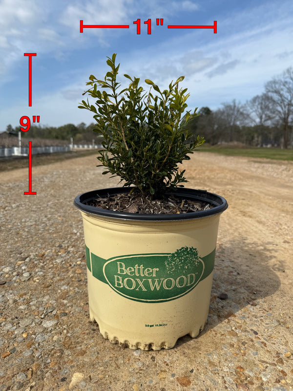 Skylight™ Better Boxwood