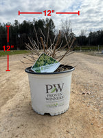 Proven Winners Limelight Prime® Hydrangea - nursery plant available in multiple container sizes