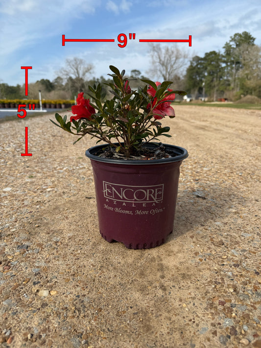 Encore Azalea Autumn Embers®