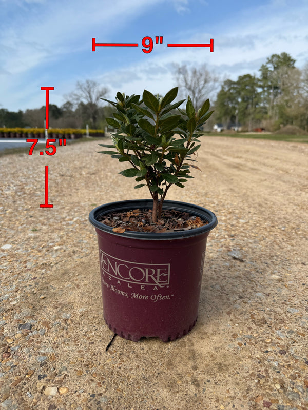 Encore Azalea Autumn Rouge®