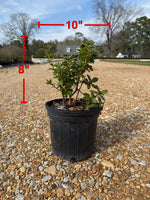 Encore Azalea Autumn Moonlight®