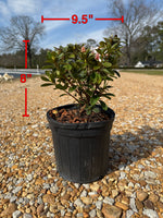 Encore Azalea Autumn Starburst®