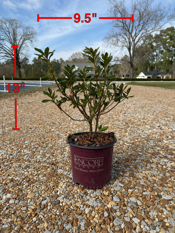 Encore Azalea Autumn Lily®