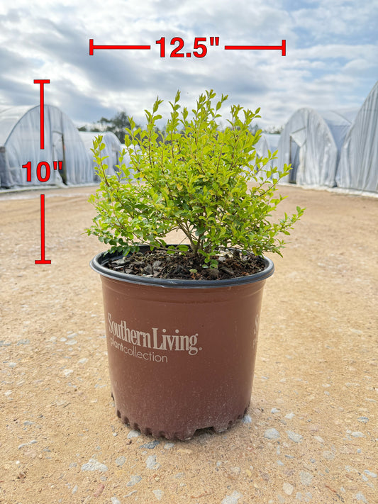 Sunshine Ligustrum™