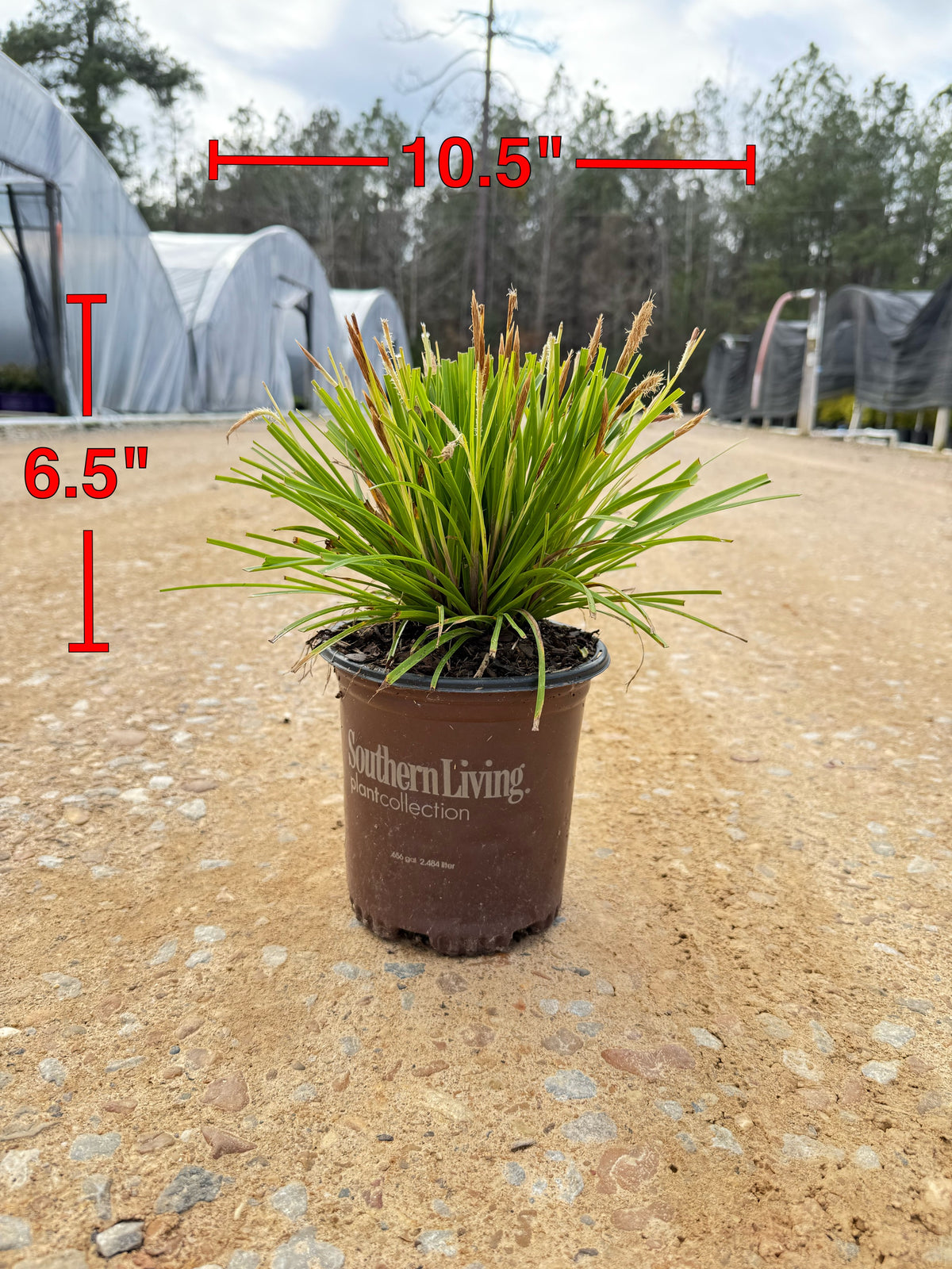 Southern Living Carex Evercolor 'Everillo'