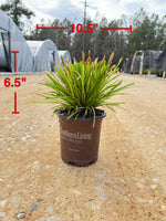 Southern Living Carex Evercolor 'Everillo'