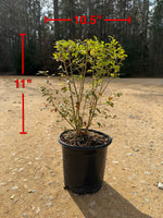 Sunshine Ligustrum™