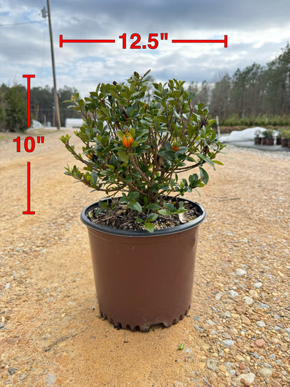 Southern Living Jubilation™ Gardenia