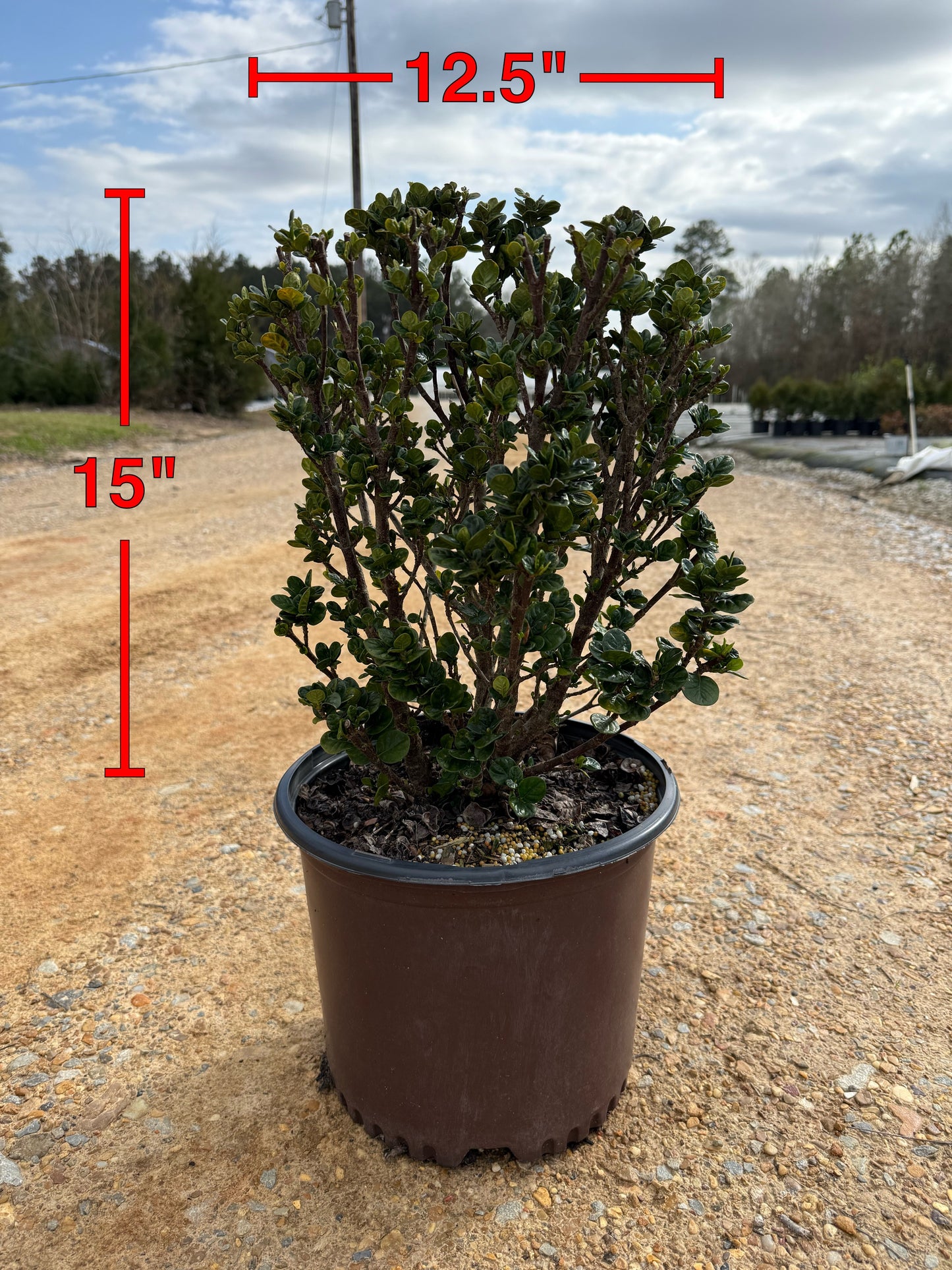 Southern Living Diamond Spire® Gardenia