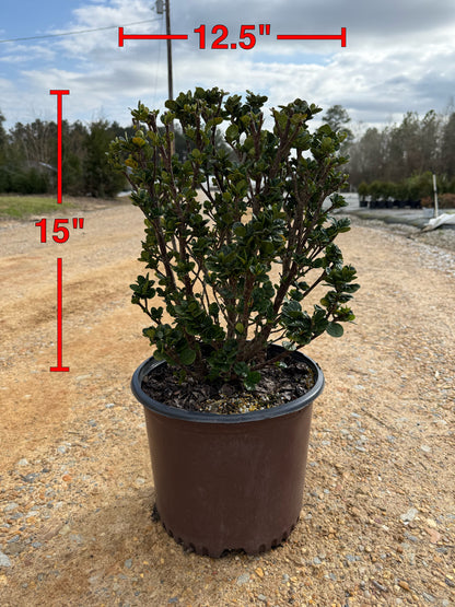Southern Living Diamond Spire® Gardenia