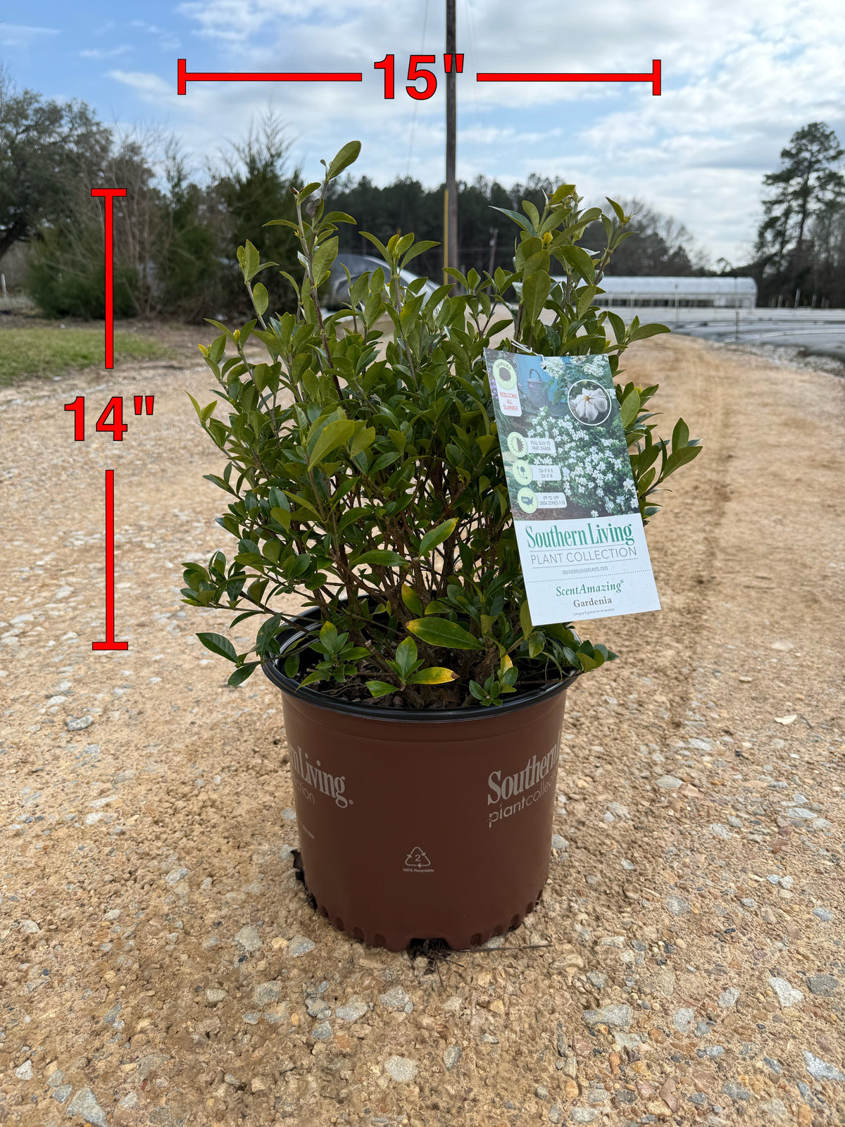 Southern Living ScentAmazing® Gardenia - nursery plant available in multiple container sizes