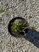 Endless Summer® Summer Crush® Reblooming Hydrangea - nursery plant available in multiple container sizes