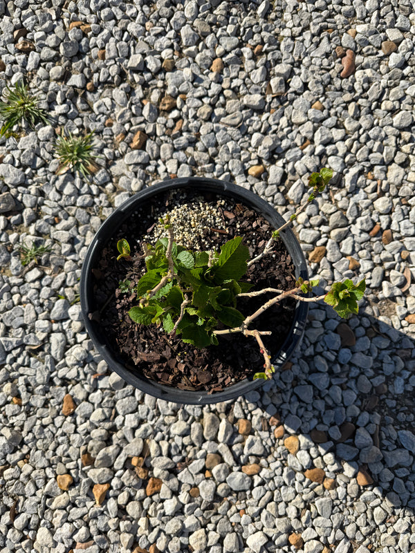 Endless Summer® Summer Crush® Reblooming Hydrangea - nursery plant available in multiple container sizes