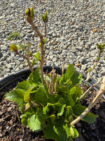 Endless Summer® Summer Crush® Reblooming Hydrangea - nursery plant available in multiple container sizes