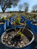Endless Summer® Summer Crush® Reblooming Hydrangea - nursery plant available in multiple container sizes