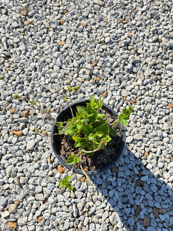 Endless Summer® The Original Reblooming Hydrangea