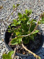 Endless Summer® The Original Reblooming Hydrangea