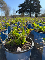 Endless Summer® The Original Reblooming Hydrangea