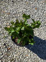 Endless Summer® Twist-n-Shout® Reblooming Hydrangea - nursery plant available in multiple container sizes
