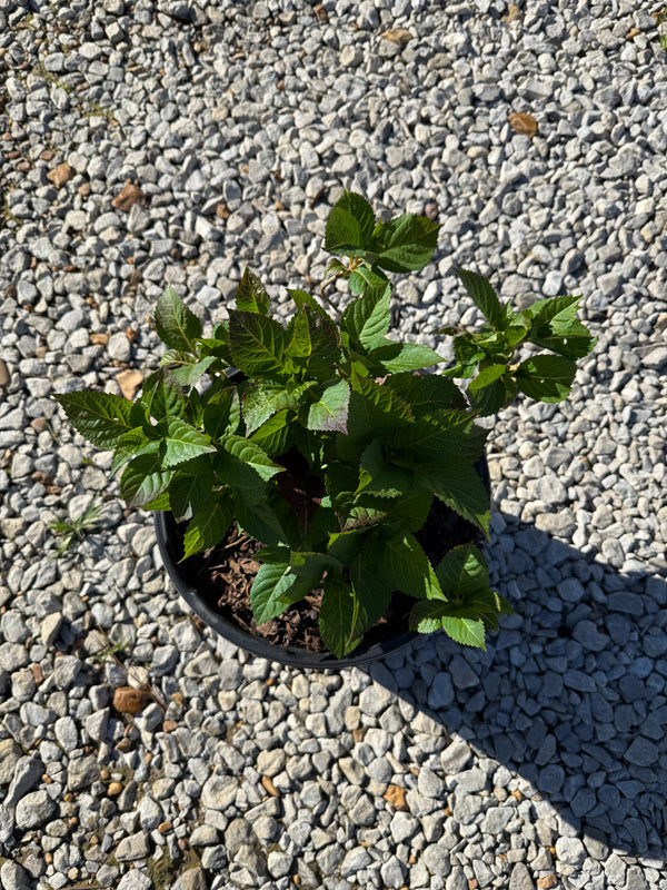 Endless Summer® Twist-n-Shout® Reblooming Hydrangea - nursery plant available in multiple container sizes