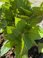 Endless Summer® Twist-n-Shout® Reblooming Hydrangea - nursery plant available in multiple container sizes
