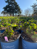 Endless Summer® Twist-n-Shout® Reblooming Hydrangea - nursery plant available in multiple container sizes