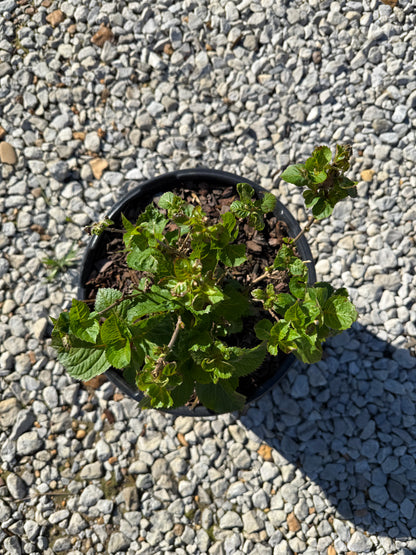 Endless Summer® BloomStruck® Reblooming Hydrangea