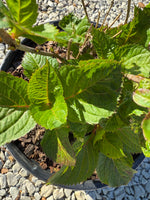 Endless Summer® BloomStruck® Reblooming Hydrangea