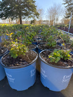 Endless Summer® BloomStruck® Reblooming Hydrangea