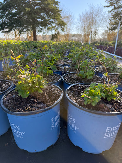 Endless Summer® BloomStruck® Reblooming Hydrangea