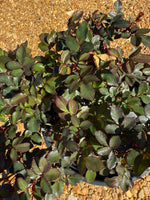 Petite Knock Out® Rose