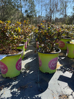 Petite Knock Out® Rose