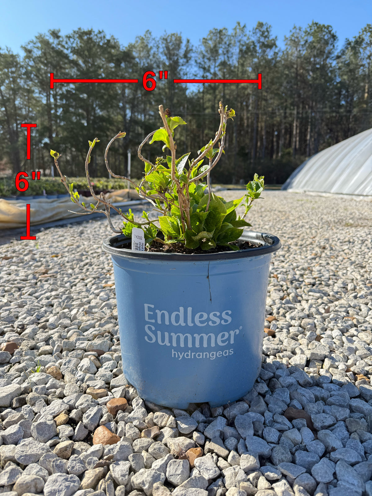 Endless Summer® The Original Reblooming Hydrangea