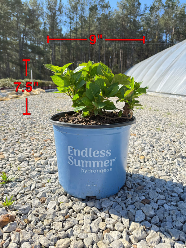 Endless Summer® Twist-n-Shout® Reblooming Hydrangea - nursery plant available in multiple container sizes