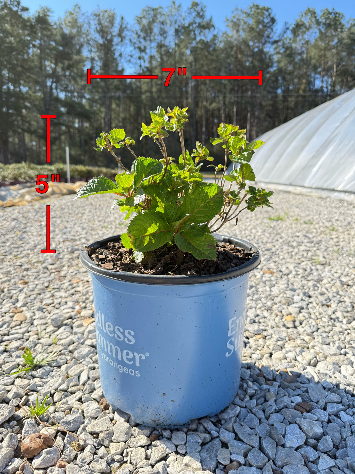 Endless Summer® BloomStruck® Reblooming Hydrangea