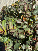 Peachy Knock Out Rose